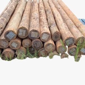 Eucalipto Tratado 10-12